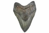 Huge, Fossil Megalodon Tooth - North Carolina #376533-1